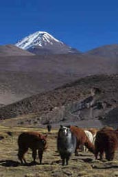 Lauca Nationalpark