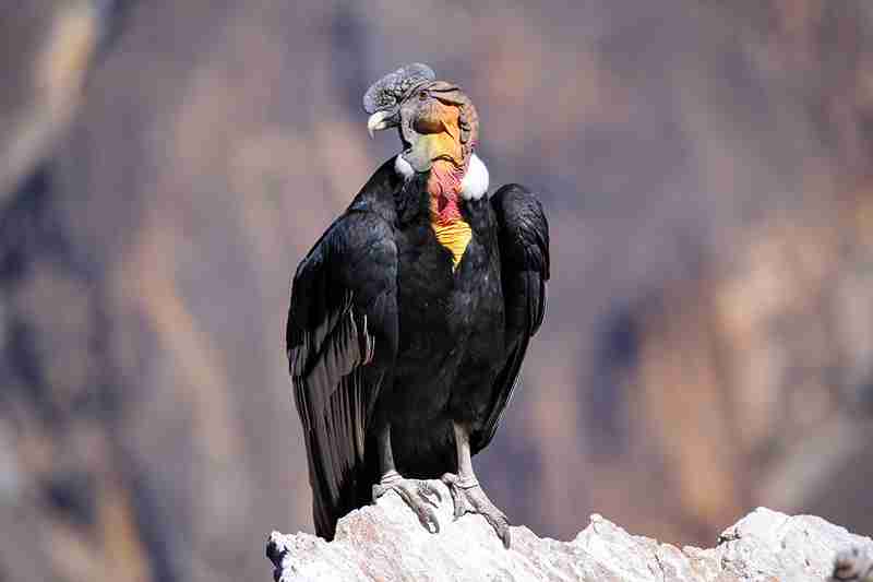 Parrot